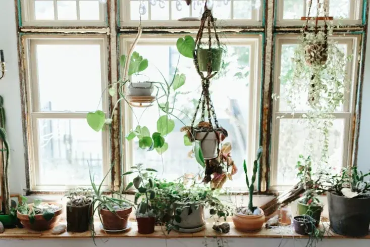cách trang trí cửa sổ lớp học bằng chậu cây