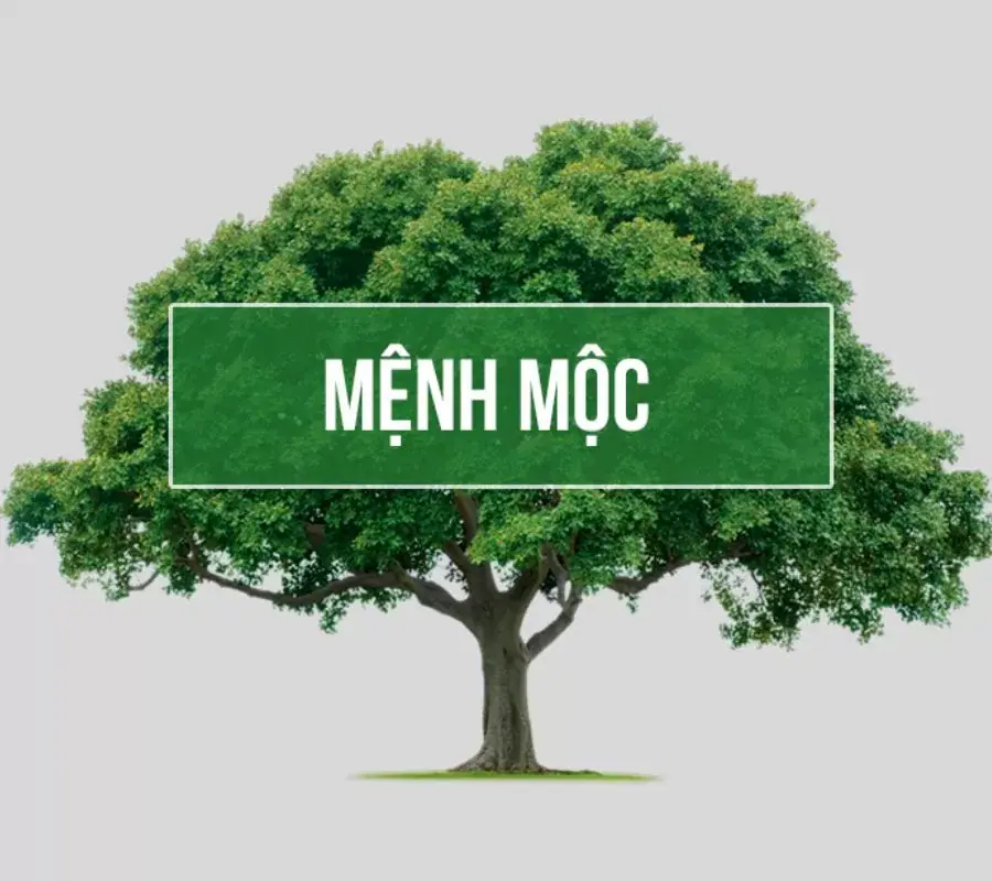 Người mệnh Mộc có tính cách như thế nào?